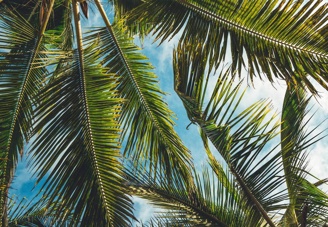 The Battle of the Fronds: A Neighbourly Power Struggle