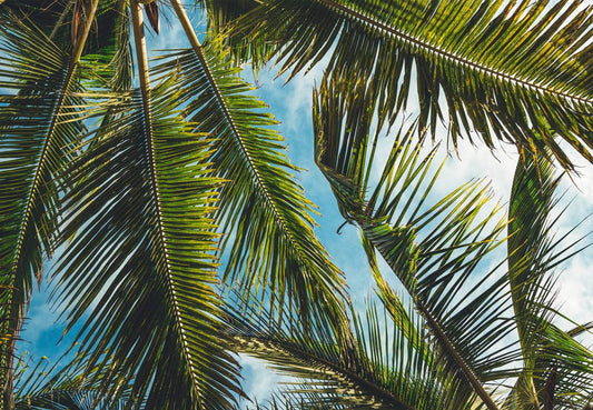 The Battle of the Fronds: A Neighbourly Power Struggle